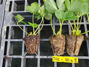 Plants on the right used ICL Levington Advance Strawberry Mix and left were grown in a standard nursery propagation mix 